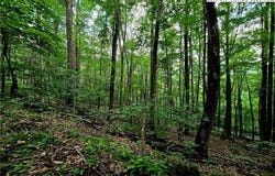 Red Fox Ridge, Boone, NC 28607