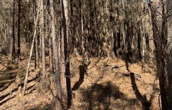 Hwy 124, Grayson, LA 71435