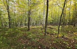 Woodcrest Drive lot: 30, Cable, WI 54821