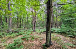 Hillside Drive, Alger, MI 48610