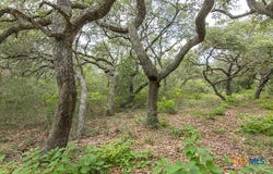 Tract 12 PR 4061, Edna, TX 77957