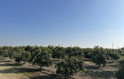 Highway 65 Citrus Ranch, Ducor, CA 93218