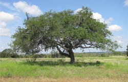 Pr 4212 lot: 12, Evant, TX 76525