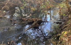 Tract 1 Lone Wolf Tr, Spencer, TN 38585