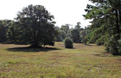 6385 County Road 425, Jasper, TX 75951