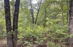 CR 339, Piedmont, MO 63957
