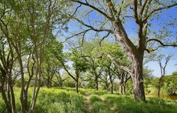 610 RR 152 Rnch, Mason, TX 78643