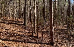 Tract 1 Lone Wolf Tr, Spencer, TN 38585