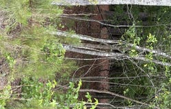 Warbonnet Road lot: E, Salley, SC 29137
