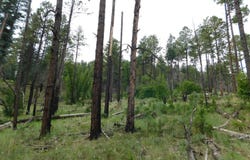 13 N2151, Alpine, AZ 85920
