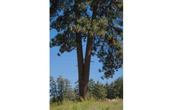 6&7 Joines, Alturas, CA 96101