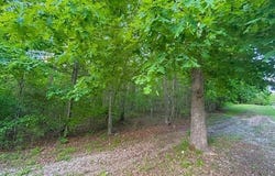Lick Fork Drive, Mountain View, AR 72560