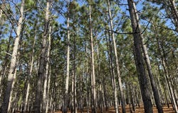 006 State Route 45, Plains, GA 31780