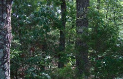 County Road 3940, Mountain View, MO 65548