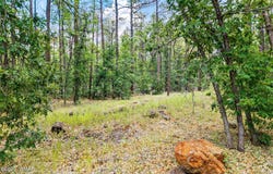2094 Brown Bear Loop, Pinetop, AZ 85935