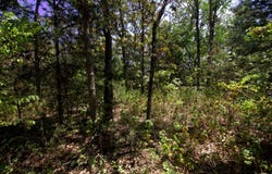 Tract 4 Simpson Rd, Urbana, MO 65767