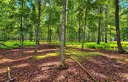 293 Red Rock Circle, Hawley, PA 18428