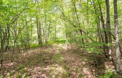 Joe Todd Road, Fleischmanns, NY 12430
