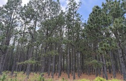 09 Barge Road, Lumpkin, GA 31815