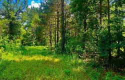 Arthur Drive, Brookhaven, MS 39601