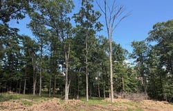 Freedom Road, Winslow, AR 72959