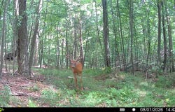 Curwensville Grampian Rd WP001, Grampian, PA 16838