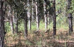 CR 349, OBrien, FL 32071
