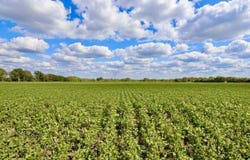 230th Rd, Chanute, KS 66720