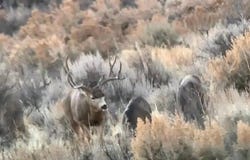 Lindrith, NM 87029