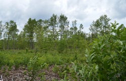 FISHER ROAD, TRAVERSE CITY, MI 49685