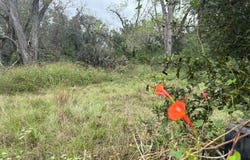 60TH TERRACE, Live Oak, FL 32060
