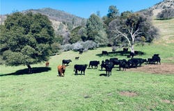 1532--Acres CYA Road, Mariposa, CA 95338