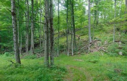 MACE Road, Gilboa, NY 12076
