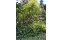 HILLSIDE ACRES Rd, GoldBeach, OR 97444