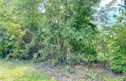 Edison Avenue, Alford, FL 32420