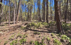 249 Timber Drive, Bayfield, CO 81122