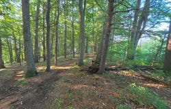Shady Forest Rd lot: 16-19, Max Meadows, VA 24360