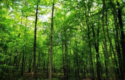 638 Flat Top View lot: 253, Wilder, TN 38589