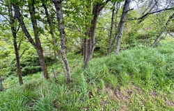 University St, Eugene, OR 97405