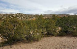 Tres Amigos, Placitas, NM 87043