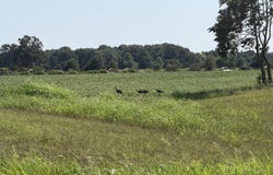 State Highway Y, Seneca, MO 64865