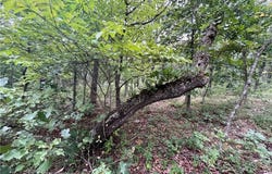 Patridge Drive, Climax Springs, MO 65324
