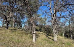16380 Hillcrest Road, Corning, CA 96021