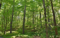 397 Winch Hill Extension, Roxbury, VT 05663