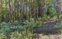 Old Tree Farm Dr, Longview, WA 98632