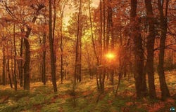 Power Line Road lot: Parcel 9, Iron River, WI 54847