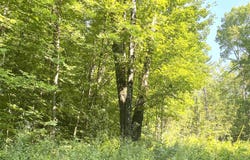 North Branch Road, Ripton, VT 05766
