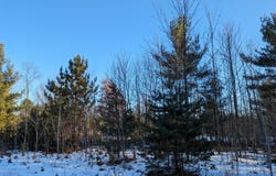 Bergstrom Drive, Kaleva, MI 49645