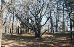 TBD-I NC 6827, Jasper, AR 72641