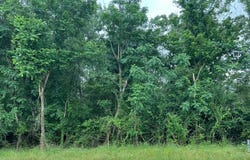 Tract B FM 414, Center, TX 75935